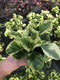 Generic Peperomia Marble ~ Live houseplant ~ Obtusifolia Marble ~ Variegated (4")