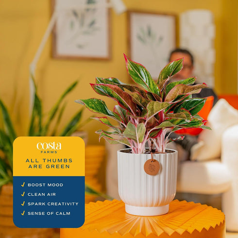 1 Costa Farms Chinese Evergreen, Easy to Grow Live Indoor Plant Aglaonema, Potted Houseplant in Cute Decor Pot