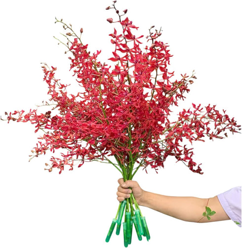10 Stems of Fresh Red Ascocenda Orchids - Elegant Gift Flowers