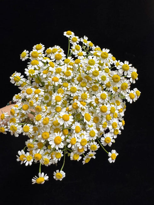15 Stems Chamomile Daisy Fresh Cut Flowers Perfect for Home Decor Birthdays Anniversaries Healing Sympathy Friendship