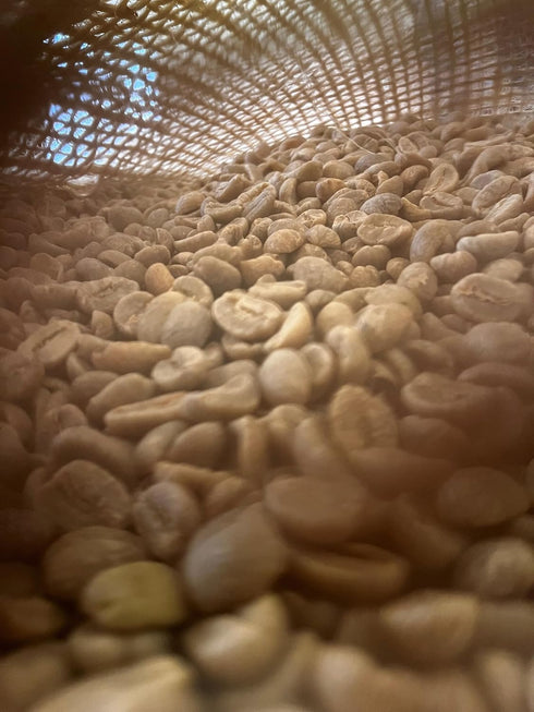 2lb Lola Savannah Texas Pecan Whole Bean Caffeinated Coffee