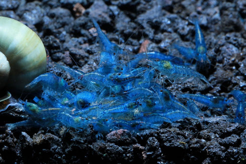 (5 Pack)) Live Freshwater Aquarium Shrimp Neocaridina (Blue Velvet