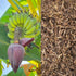HOLFLYING 2.0 oz, Natural Dried Banana Blossom - All-Natural Banana Flowers, No Additives, No GMO