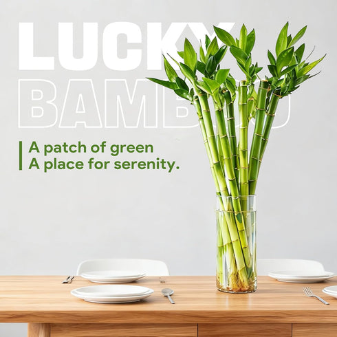 10 18 Set Lucky Bamboo Stalks Live Indoor Plant Perfect for Low-Light Spaces (Glass Container Not Included)