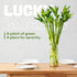 10 18 Set Lucky Bamboo Stalks Live Indoor Plant Perfect for Low-Light Spaces (Glass Container Not Included)