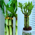 Generic 8 inches 6 Lucky Bamboo Healthy Plants, Tied in Gold Wire, Gift, Feng Shui, Indoor Plant, Bring Good Luck