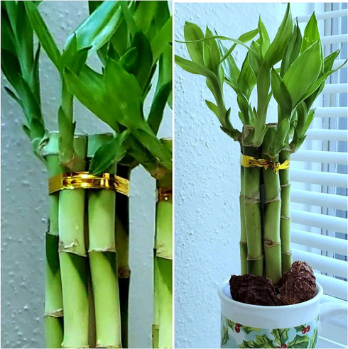 Generic 6 8 inches Lucky Bamboo Plants Each, Free Butterfly Stake, Gift, Feng Shui, Indoor Plant, Bring Good Luck