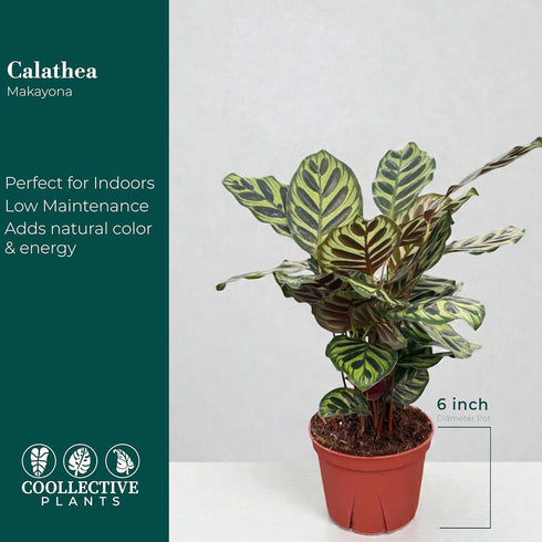 6 CoollectivePlants Calathea Makoyana Live Indoor Plant in Grower Pot, Easy Care Tropical Houseplant, Low Maintenance