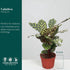 6 CoollectivePlants Calathea Makoyana Live Indoor Plant in Grower Pot, Easy Care Tropical Houseplant, Low Maintenance