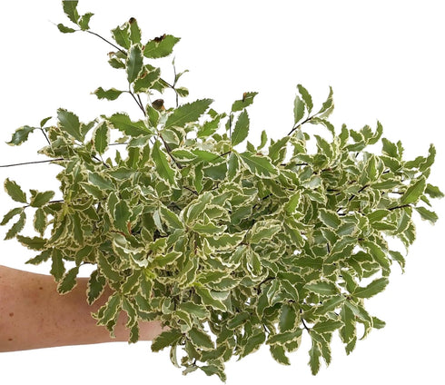 10 Silver Queen Pittosporum Flowers and Leaves Fresh Flowers Mother's Day Birthday