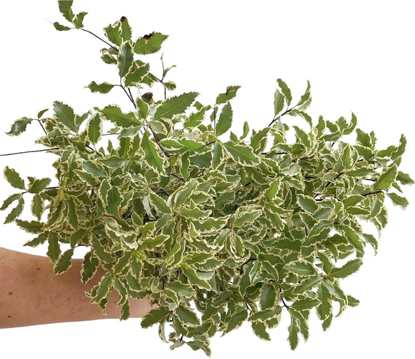 10 Silver Queen Pittosporum Flowers and Leaves Fresh Flowers Mother's Day Birthday