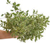 10 Silver Queen Pittosporum Flowers and Leaves Fresh Flowers Mother's Day Birthday
