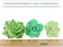 Set 3 9 Count Global Sugar Art Succulents Sugar Cake Flower, Sizes, by Chef Alan Tetreault