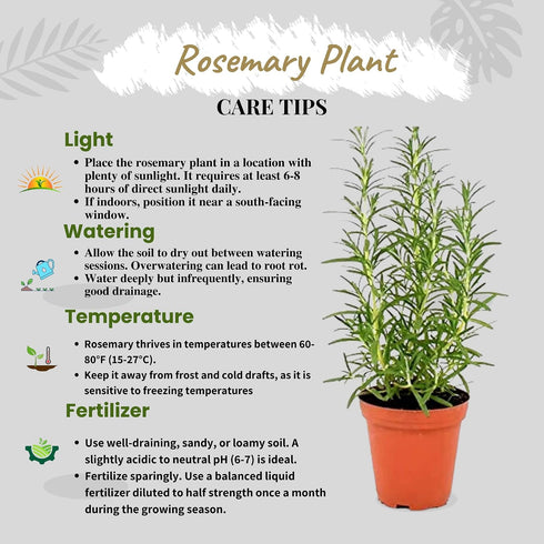 4 Inch Pack Live Aromatic Rosemary Herb Plant in Pot - Versatile Culinary Herb - Easy to Grow Indoor Houseplant