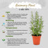 4 Inch Pack Live Aromatic Rosemary Herb Plant in Pot - Versatile Culinary Herb - Easy to Grow Indoor Houseplant