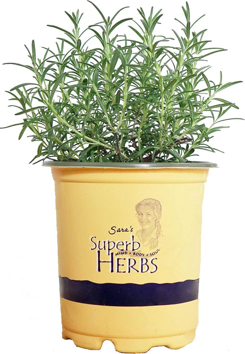 Sara's Superb Herbs - Rosmarinus officinalis 'Arp' (Rosemary) Herb, , 1 -
