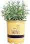 Sara's Superb Herbs - Rosmarinus officinalis 'Arp' (Rosemary) Herb, , 1 -