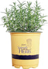 Sara's Superb Herbs - Rosmarinus officinalis 'Arp' (Rosemary) Herb, , 1 -