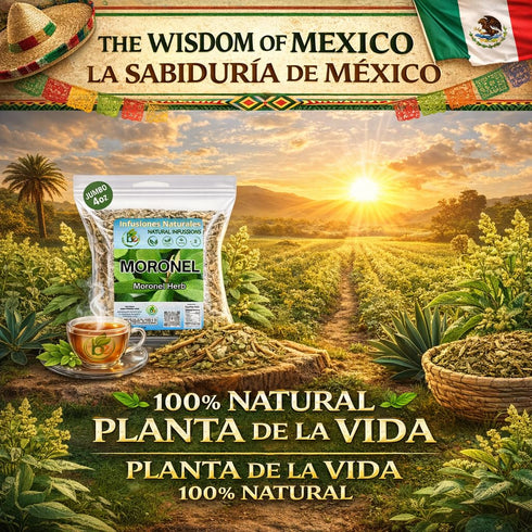 (4 oz) 100% Moronel Herbal Tea - Premium "Planta de la Vida" (Synadenium grantii) - Wildcrafted Loose Leaf Tea from