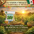 (4 oz) 100% Moronel Herbal Tea - Premium "Planta de la Vida" (Synadenium grantii) - Wildcrafted Loose Leaf Tea from