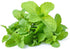 1.5oz 2oz, Pack 1 Rani Fresh Mint (Pudina) Leaves - of ~ All Natural | Vegan | Gluten Friendly | NON-GMO | Product