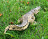 Gemini&Genius Crocodile Safari Animal Action Figure Toy with Moveable Jaw for Kids