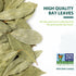 8 oz (227g), Packed Soeos Bay Leaves, Non-GMO Verified, Dried Bay Leaf, Freshly to Keep Fresh,Herbs for Cooking