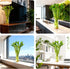 10 18 Set Lucky Bamboo Stalks Live Indoor Plant Perfect for Low-Light Spaces (Glass Container Not Included)