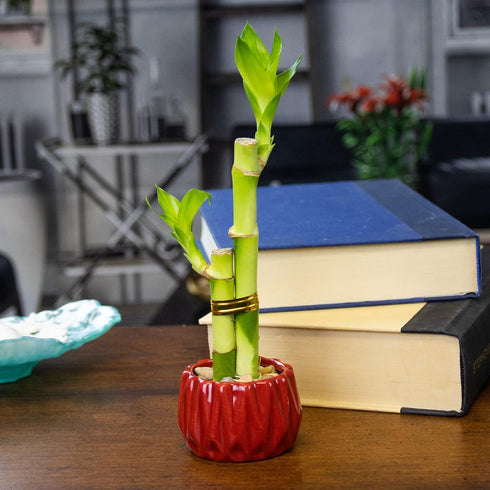Live Lucky Bamboo 2 Stalk Arrangement in Round Red Ceramic Planter -