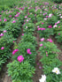TooGet Fragrant Peony Ball - Natural Dried Peony Flowers, Top Grade, 4 OZ