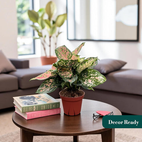 4" CoollectivePlants Aglaonema Katrina | Live Indoor Chinese Evergreen Plant in Pot, Easy Care, Low Maintenance, Green