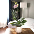20-24" Novelty Phalaenopsis Live Orchid Plant & White Orchid Pot Live Plant Gift, Fresh Orchids Plants Live House