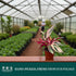 4 CoollectivePlants Stromanthe Triostar Live Plant in Growers Pot Rare Tricolor Houseplant, Easy Care Indoor Plant, Low