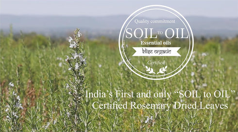 100% 100 grams/3.5 Oz Blise organic Rosemary dried leaves - Organic and Natural, free from Amonium, | Natural sundried