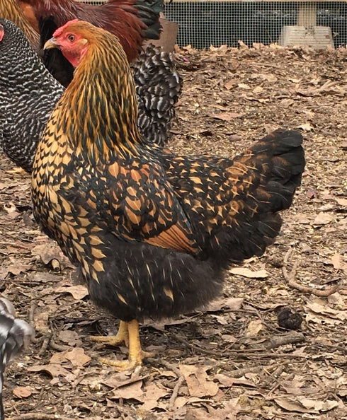 Barnyard Mix Fertile (12 Chicken Hatching Eggs Raised on Organic Eggs)