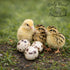 24ct Daily Bread Homestead Jumbo Coturnix Quail Fertile Hatching Eggs - Jumbo + Extras