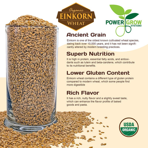 PowerGrow Systems 100% (5 5 Einkorn Wheat Berries - Certified Organic Einkorn Whole Wheat Grain pounds) by (Einkorn