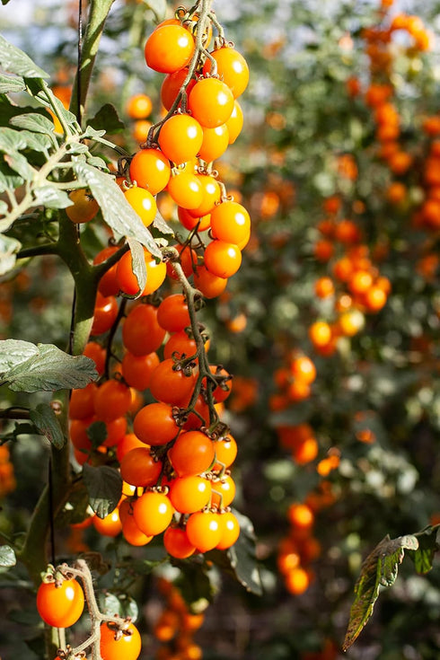 28.22 oz (800g), 100% Yellow Cherry Tomatoes in Puree, Pomodorini, Daterini Italian, Cosi Come