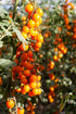 28.22 oz (800g), 100% Yellow Cherry Tomatoes in Puree, Pomodorini, Daterini Italian, Cosi Come
