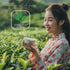 3 oz TODICAMP Premium Silver Needle Tea - of Premium White Tea Loose Leaf
