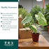 2 CoollectivePlants Monstera Thai Constellation Live Indoor Plant in Grower Pot, Variegated Monstera Houseplant, Easy