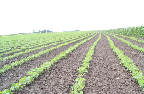 5 lbs., Organic Soybeans- nonGMO, Farmer Direct, Identity Preseved, Dry Soybeans for Tofu and Soymilk.