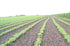5 lbs., Organic Soybeans- nonGMO, Farmer Direct, Identity Preseved, Dry Soybeans for Tofu and Soymilk.