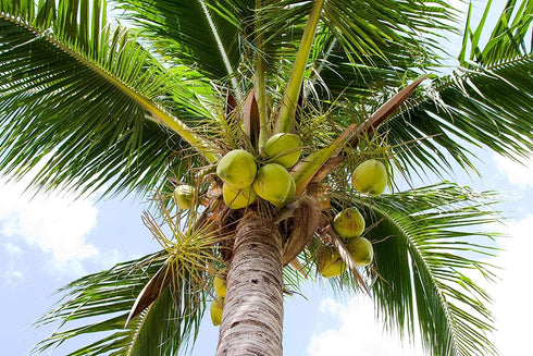 2 Food to Live - Organic Shredded Coconut, Pounds Non-GMO, Unsweetened Coconut Flakes, Desiccated, Medium Shreds