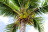 2 Food to Live - Organic Shredded Coconut, Pounds Non-GMO, Unsweetened Coconut Flakes, Desiccated, Medium Shreds