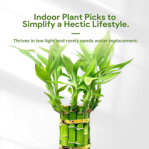 (10 6 Inch) Lucky Bamboo Plants Live Indoor Stalks, - Fresh House Plants for Office Desk, Home Decor, for Positive