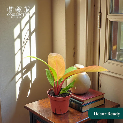 4" CoollectivePlants Philodendron Tangerine | Live Indoor Houseplant in Pot, Easy Care, Low Maintenance, Fast Growing