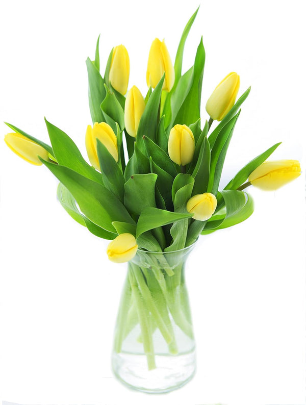 Blooms2Door - Bouquet of 10 Yellow Tulips (Farm-Fresh) with Vase - Fresh