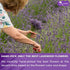 TOG999, 120 100% Premium Lavender Flower Tea Bags, Natural & Pure. Loose Flower Lavender Herbal Tea. No Sugar, No