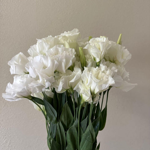 10 Stems Grade A White Lisianthus Fresh Cut Flowers Bouquet for Home Decor, Birthdays Anniversaries Healing Sympathy